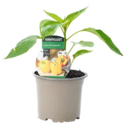 Paprika Verschiedene Sorten Im Topf