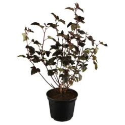 Physocarpus Darts Gold Im Blumentopf
