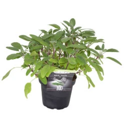 Kräuter In Verschiedenen Sorten Im Robusten Blumentopf 14 Cm -Garten Lust 2Q4LPvInQmhXQYp 1280x1280