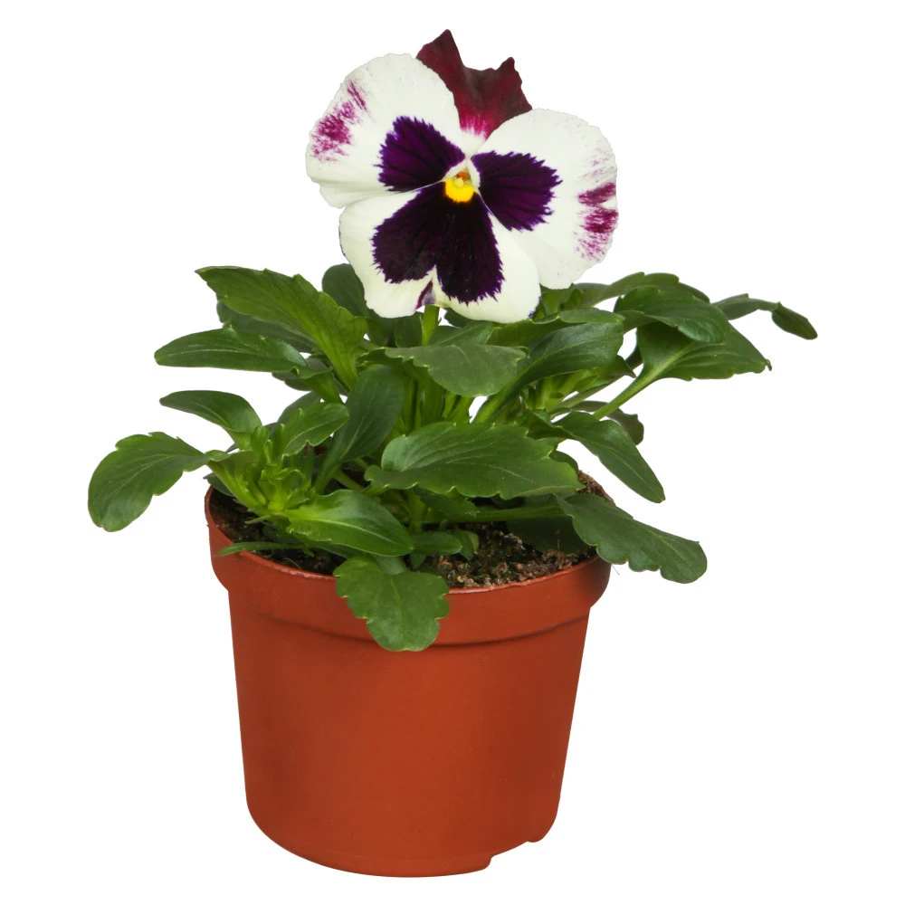 Viola Im Blumentopf Ø 9 Cm 1 Viola Im Blumentopf Ø 9 Cm