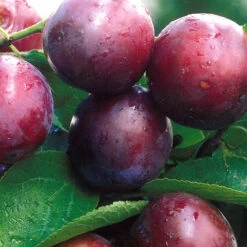 Obstbaum 150 - 200 Cm In Verschiedenen Sorten -Garten Lust 2Q6q6Ze7VBFnkh9 1280x1280