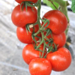 Gemüsepflanzen Veredelt, Tomate Oder Gurke Im Topf 11 Gemüsepflanzen Veredelt, Tomate Oder Gurke Im Topf -Garten Lust 2Q9a723m1llrcBB 1280x1280