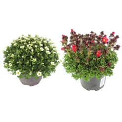 Saxifraga Arendsii Im Robustem Blumentopf 11 Cm