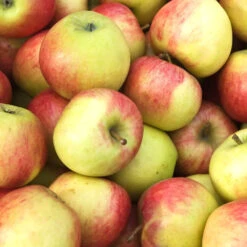 Obstbaum 150 - 200 Cm In Verschiedenen Sorten -Garten Lust 2QEGiPtloVWmq2M 1280x1280