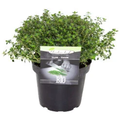 Kräuter In Verschiedenen Sorten Im Robusten Blumentopf 14 Cm -Garten Lust 2QGYrsRYQQDXwzP 1280x1280