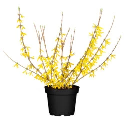 Forsythia Intermedia Im 5 Liter Topf