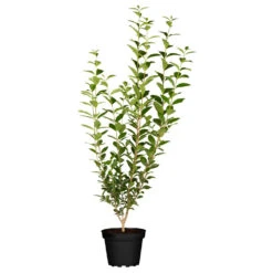 Ligustrum Vulgare Atrovirens Im Topf 2 Liter