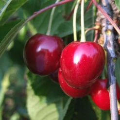 Obstbaum 150 - 200 Cm In Verschiedenen Sorten -Garten Lust 2QMxLXP3N14PX2R 1280x1280