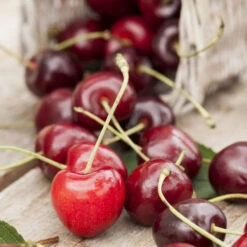 Kern- Und Steinobstbäume Vorgezüchtet Im Topf -Garten Lust 2QOafIdJ6T1AuUP 1280x1280