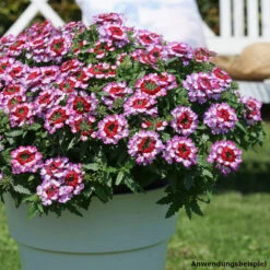Verbena Drum Im Blumentopf 12 Cm -Garten Lust 2QSvizUu9Pp25fe 1280x1280