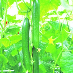 Gemüsepflanzen Veredelt, Tomate Oder Gurke Im Topf 13 Gemüsepflanzen Veredelt, Tomate Oder Gurke Im Topf -Garten Lust 2QXuXRjWbp8ATDm 1280x1280