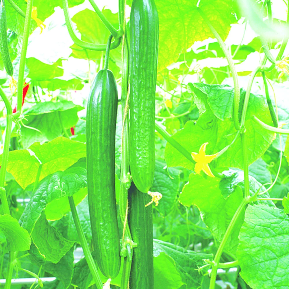 Gemüsepflanzen Veredelt, Tomate Oder Gurke Im Topf 7 Gemüsepflanzen Veredelt, Tomate Oder Gurke Im Topf – Bild 7