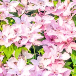 Kletterpflanzen Clematis, Verschiedene Sorten Im Blumentopf -Garten Lust 2QbCIC8i107uNSP 1280x1280