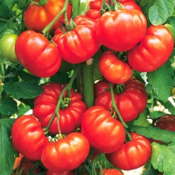 Gemüsepflanzen Veredelt, Tomate Oder Gurke Im Topf 10 Gemüsepflanzen Veredelt, Tomate Oder Gurke Im Topf -Garten Lust 2QbE3QKnYmIWd6u 1280x1280