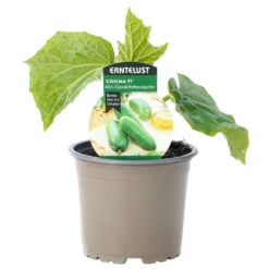 Gurken Verschiedene Sorten Im Topf