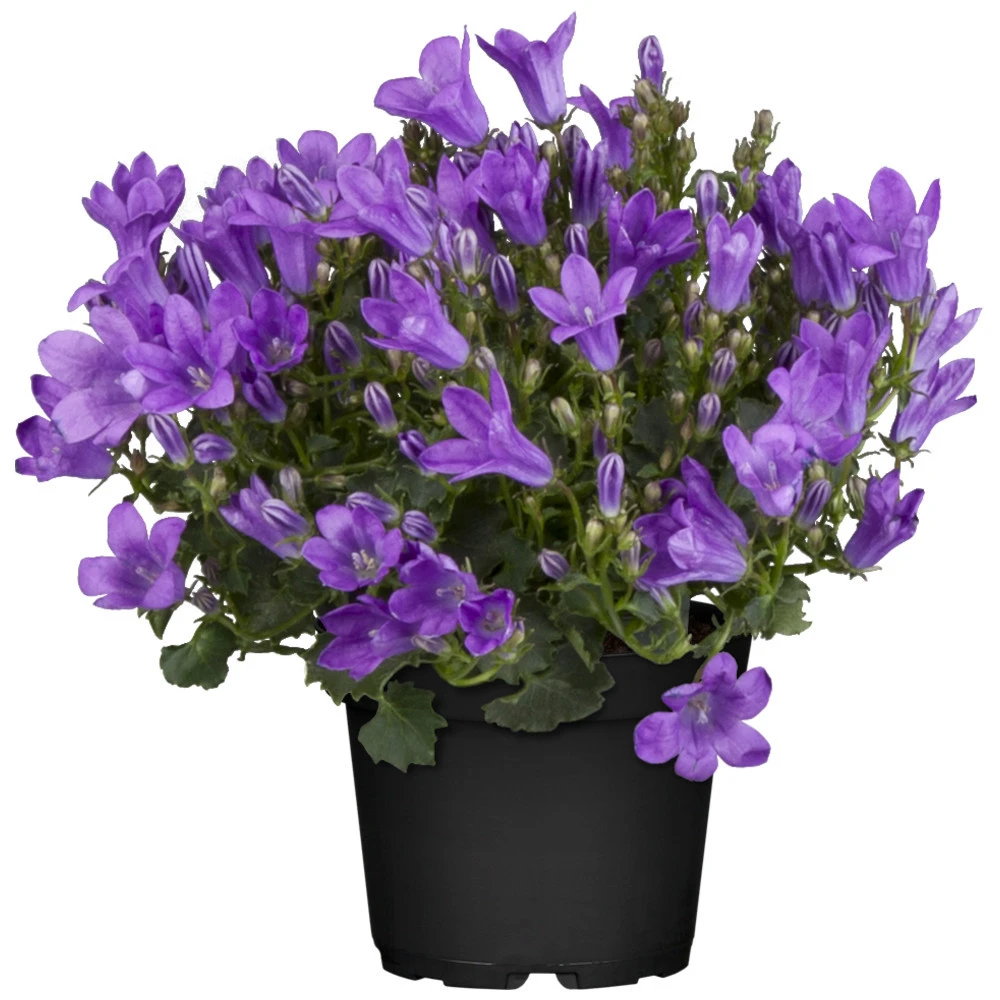 Campanula Im Blumentopf 1 Campanula Im Blumentopf