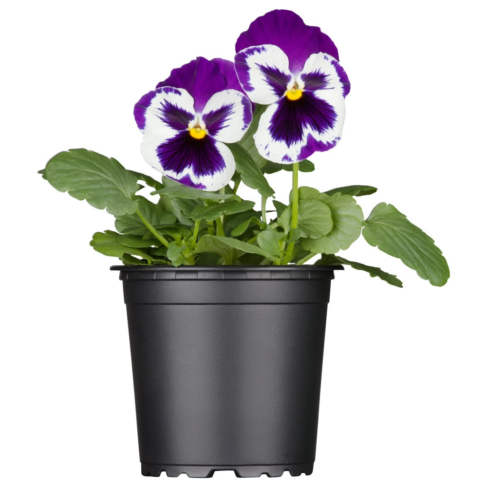 Viola Im Blumentopf Ø 9 Cm 2 Viola Im Blumentopf Ø 9 Cm – Bild 2