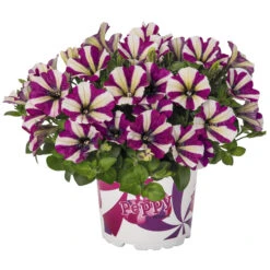 Petunia Peppy In Verschiedenen Farben Im Blumentopf 11 Cm -Garten Lust 2QkpCB6vmmjOuZT 1280x1280