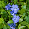 Vinca Minor Im Blumentopf Ø 9 Cm