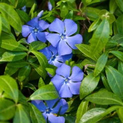 Vinca Minor Im Blumentopf Ø 9 Cm
