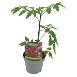 Gemüsepflanzen Veredelte Tomaten Oder Gurken