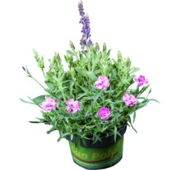 Sun Poly Staude T13 Im Topf, Zwei Abgestimmte Topfpflanzen