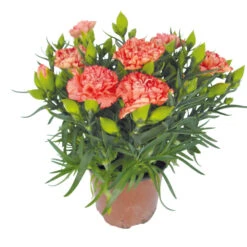 Dianthus Caryophyllus Im Blumentopf 11 Cm