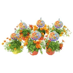 Bidens Bee Happy In Verschiedenen Farben Im Blumentopf Ø 12 Cm