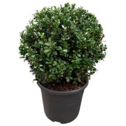 Ilex Crenata Caroline Upright Kugelförmig Im Topf