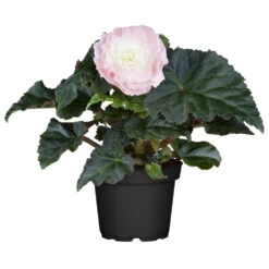 Schiefblatt In Verschiedenen Farben Im Blumentopf 11 Cm