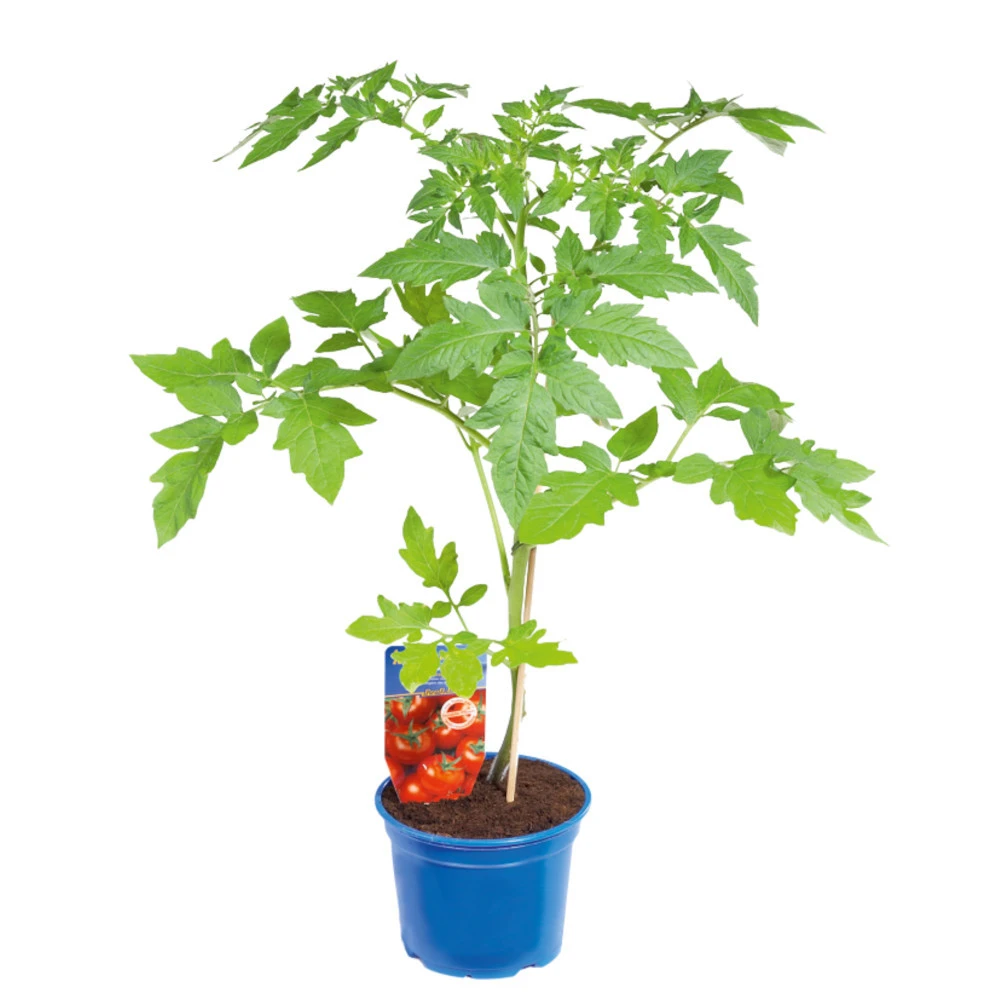 Gemüsepflanzen Veredelt, Tomate Oder Gurke Im Topf 1 Gemüsepflanzen Veredelt, Tomate Oder Gurke Im Topf