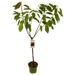 Kern- Und Steinobstbäume Vorgezüchtet Im Topf