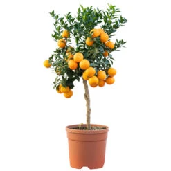 Orangenbaum Im Robusten Blumentopf Ø 20 Cm
