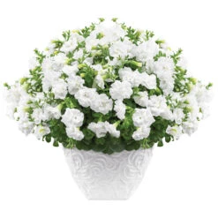 Petunia Sweet Sunshine Im Blumentopf 12 Cm