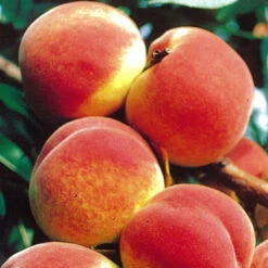 Obstbaum 150 - 200 Cm In Verschiedenen Sorten -Garten Lust 9k0lPWdOu1VI7os 1280x1280