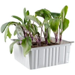 Gemüsesetzlinge Verschiedene Sorten 6er Pack -Garten Lust 9k4TItC4nqmohHl 1280x1280