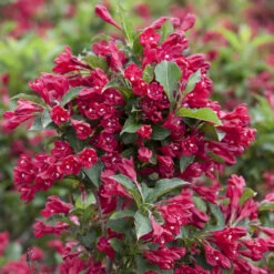 Weigelie Verschiedene Sorten Im Blumentopf