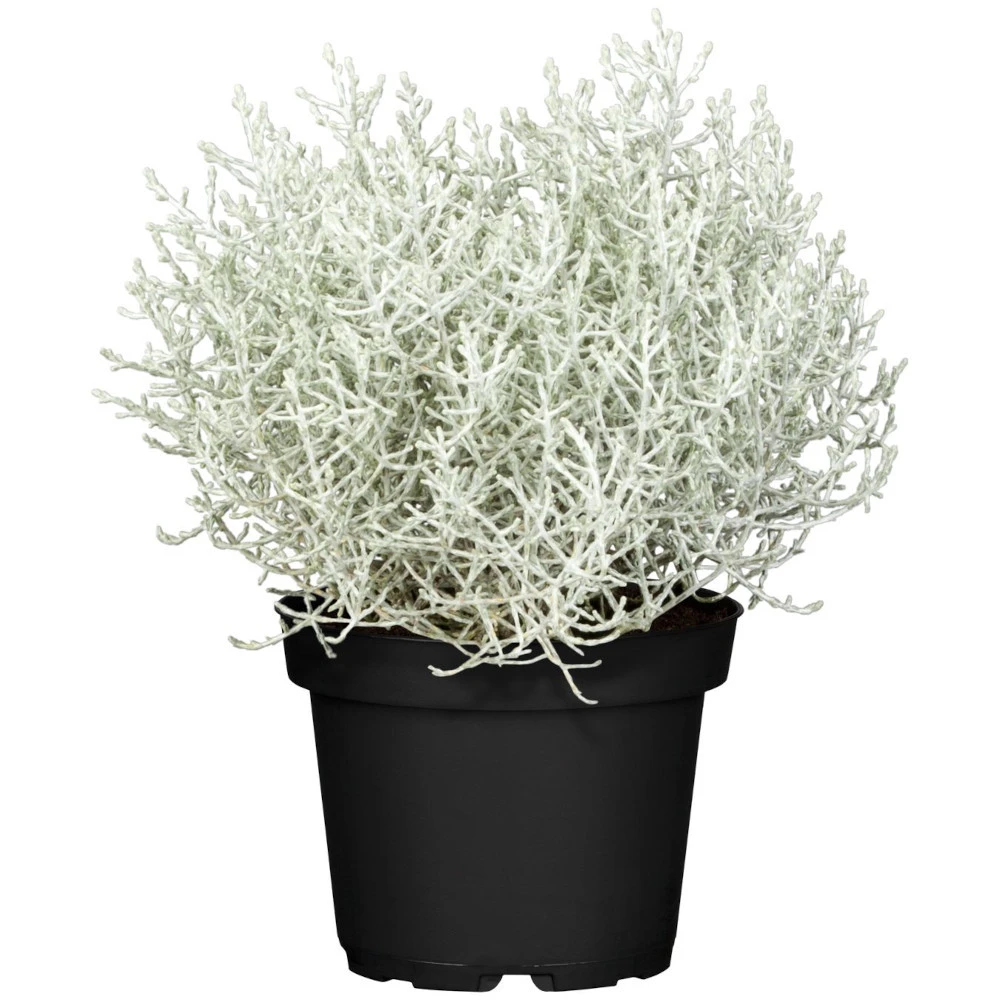 Calocephalus Solitär Im Topf Ø 23 Cm 1 Calocephalus Solitär Im Topf Ø 23 Cm