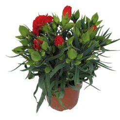 Dianthus Caryophyllus Im Blumentopf 11 Cm -Garten Lust 9kBZi3vJrRKPEoT 1280x1280