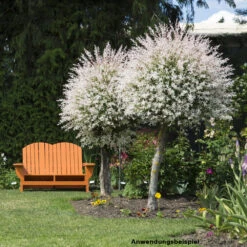 Japanische Zierweide Hakuro Nishiki Mit Einer Stammhöhe Von 60 Cm