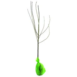 Obstbaum 150 - 200 Cm In Verschiedenen Sorten