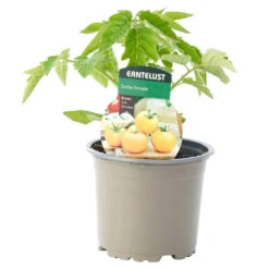 Tomaten Verschiedene Sorten Im Topf -Garten Lust 9kLj8tv2aaVFgTs 1280x1280