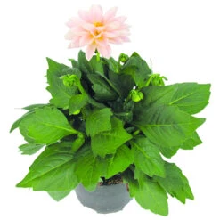 Dahlien Pflanzen In Verschiedenen Farben, Im 11 Cm Topf -Garten Lust 9kLvFTRcUeR1e8U 1280x1280