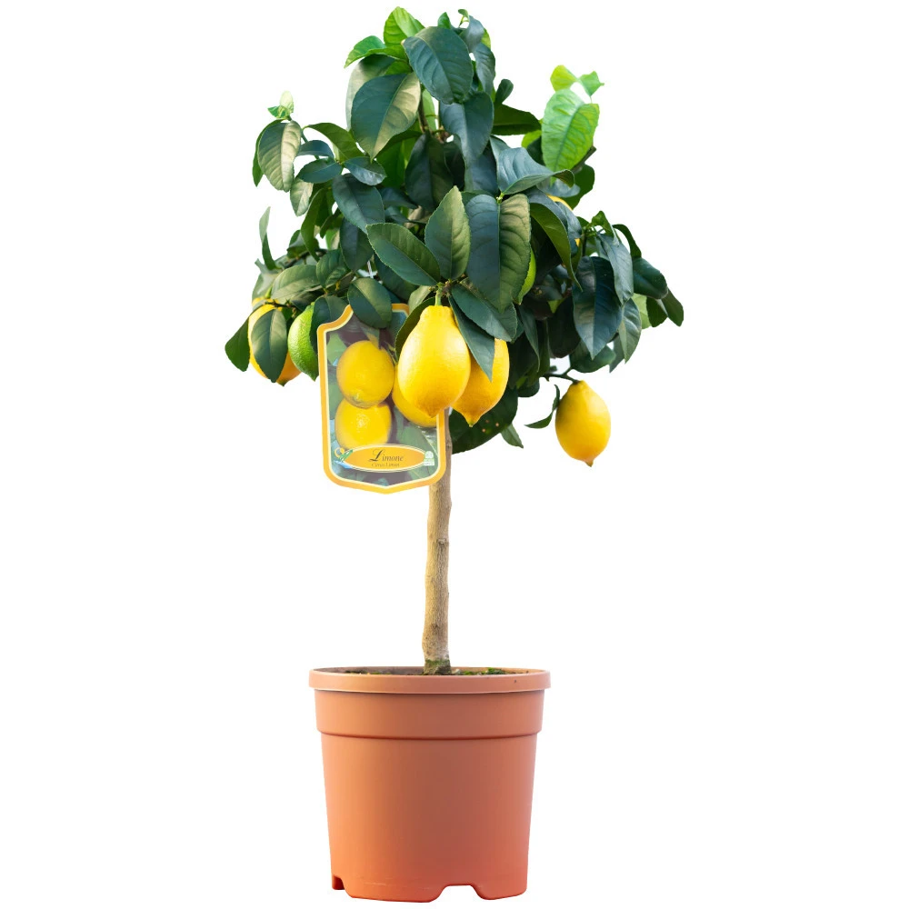 Zitronenbaum Im Robusten Blumentopf Ø 20 Cm 1 Zitronenbaum Im Robusten Blumentopf Ø 20 Cm