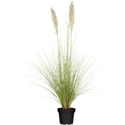 Cortaderia Selleona Im Blumentopf Ø 12 Cm In Verschiedenen Farben