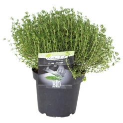 Kräuter In Verschiedenen Sorten Im Robusten Blumentopf 14 Cm -Garten Lust 9kTfGxRvCjgsS44 1280x1280