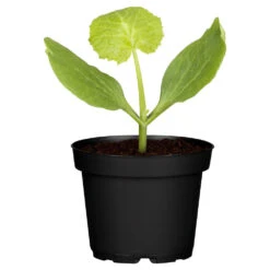 Zucchini Verschiedene Sorten Im Topf