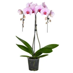 Phalaenopsis Umbrella Im Blumentopf Ø 12 Cm