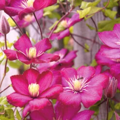 Kletterpflanzen Clematis, Verschiedene Sorten Im Blumentopf -Garten Lust 9kcBAtuZggYtVYp 1280x1280