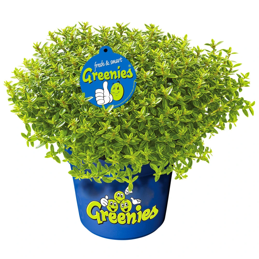 Strauchveronika Hebe Green Im Blumentopf Ø 12 Cm 1 Strauchveronika Hebe Green Im Blumentopf Ø 12 Cm